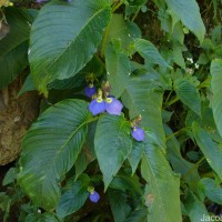 Rhynchoglossum notonianum (Wall.) B.L.Burtt